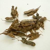 False Acacia